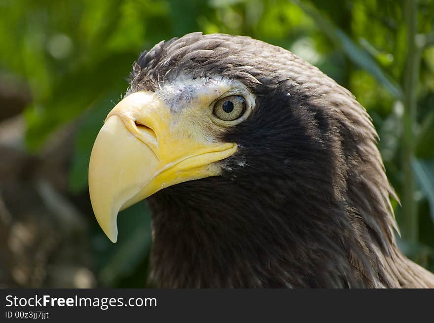 Head of whiteshoulder sea eagle  (hawk family)