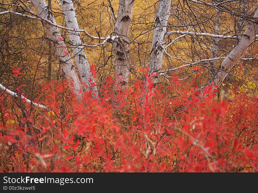 The colour of the autumn is very beautiful