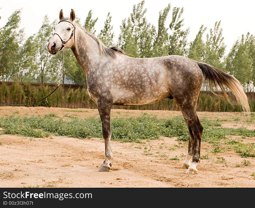 Arab horse