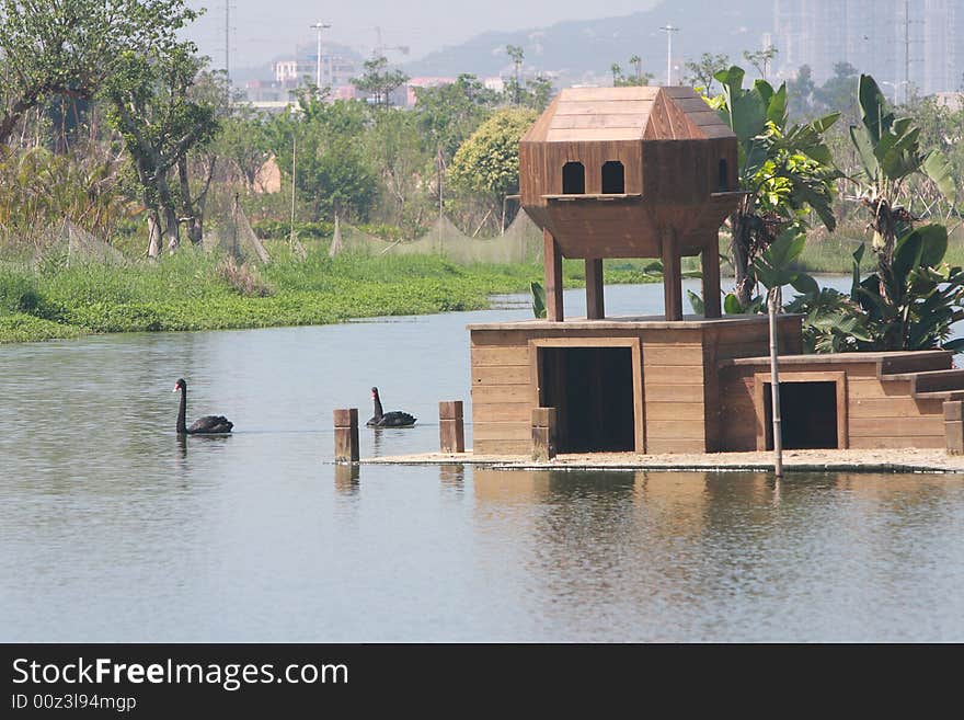 leisurely black swan nera by her house, it is a nature park of XiaMen city. leisurely black swan nera by her house, it is a nature park of XiaMen city.