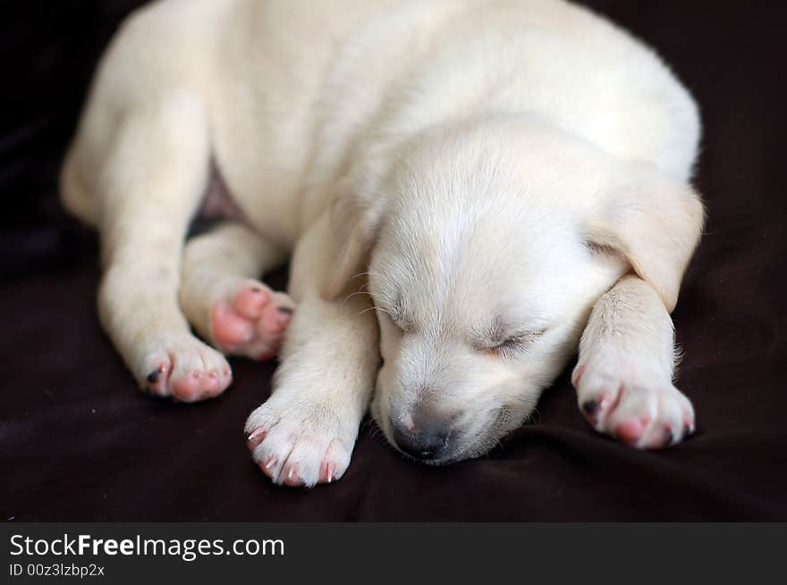 Sleeping Labrador puppy high resolution image