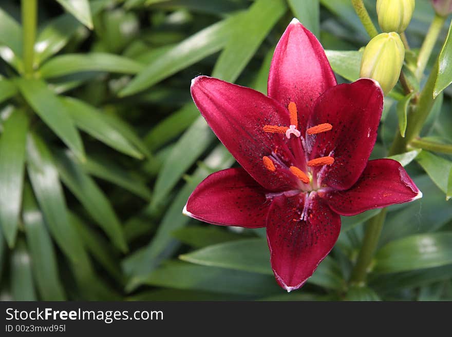 Blooming Burgundy lily, buds and leaves in the background. Blooming Burgundy lily, buds and leaves in the background