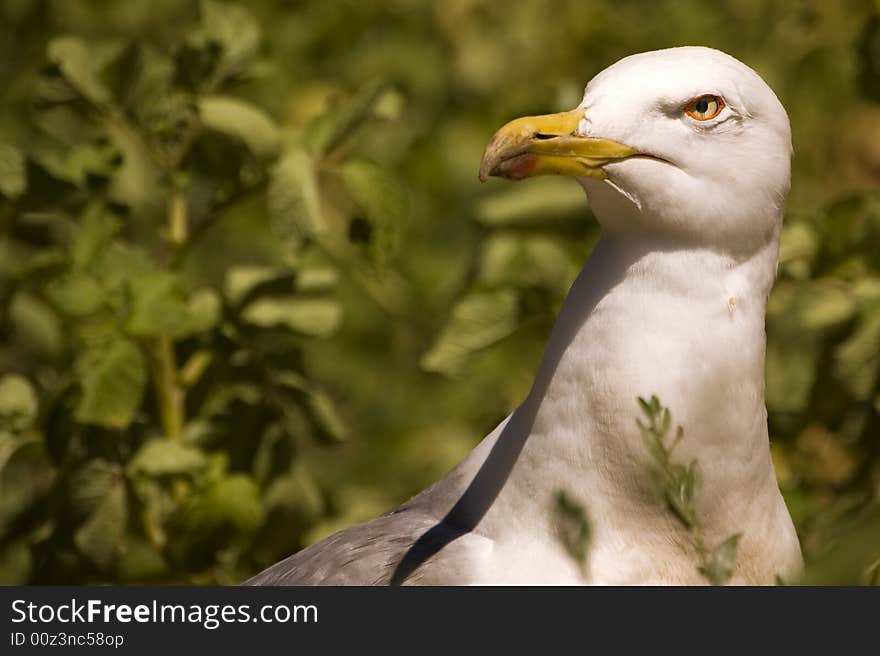 Seagull close up