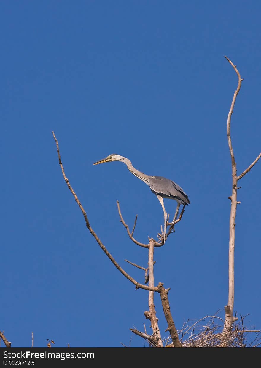 The Grey heron,found in Chaoyang,Liaoning,China.