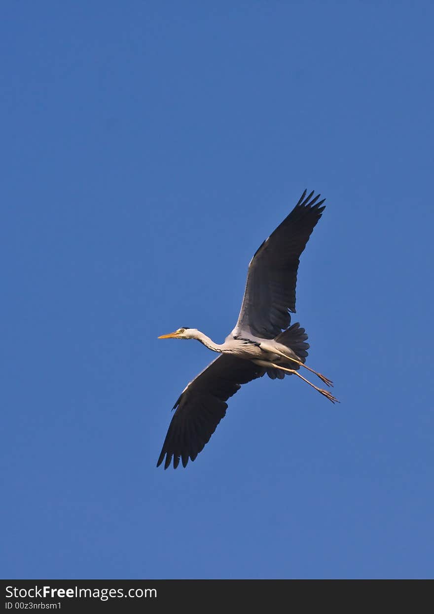 The Grey heron,found in Chaoyang,Liaoning,China.