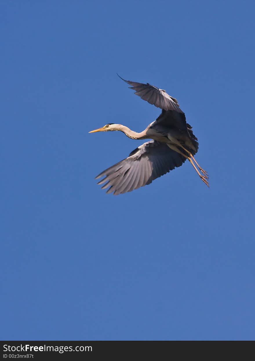 The Grey heron,found in Chaoyang,Liaoning,China.