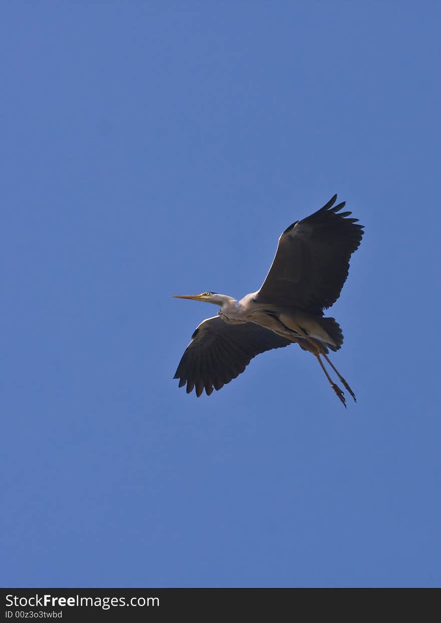 The Grey heron,found in Chaoyang,Liaoning,China.