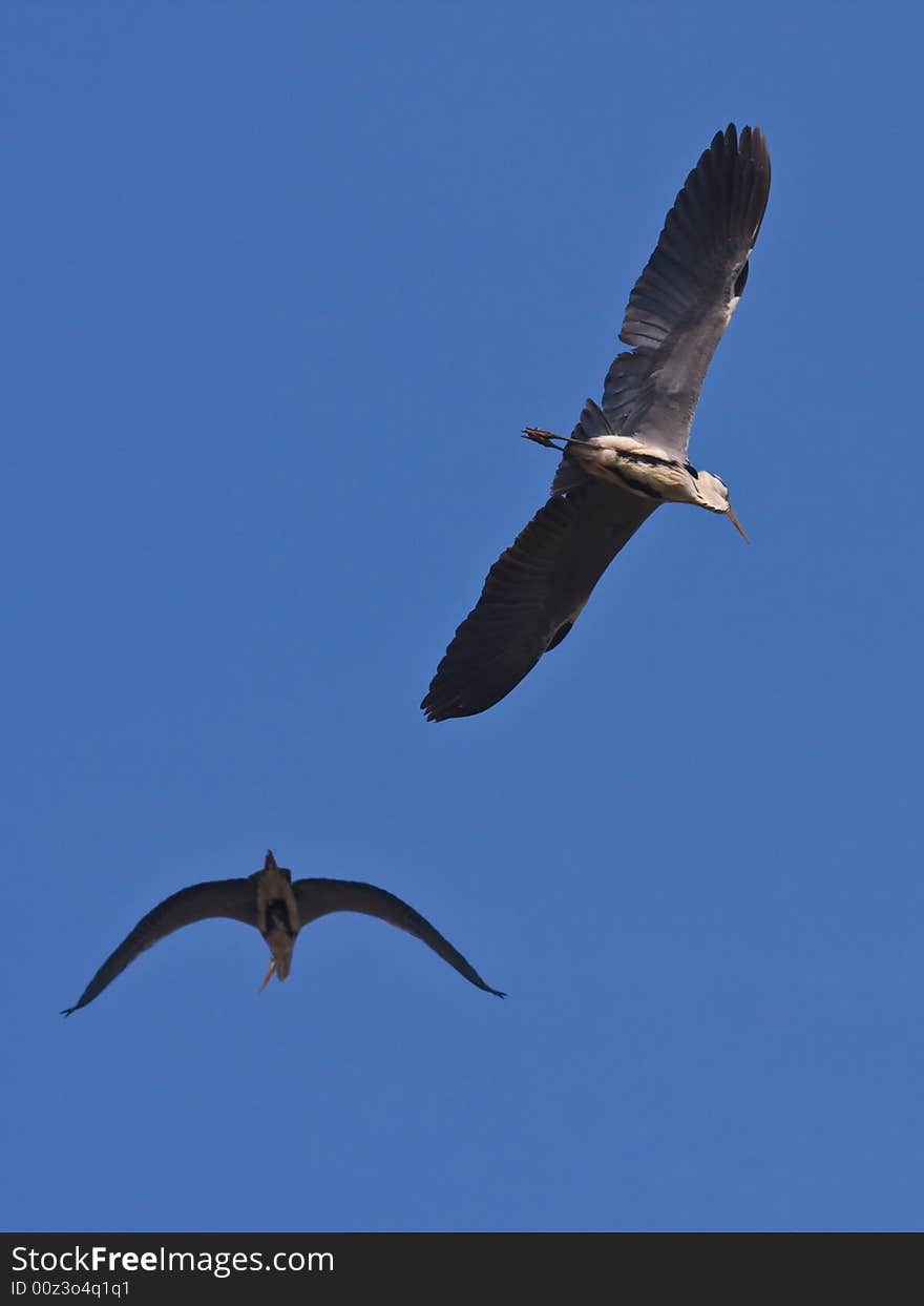 The Grey herons