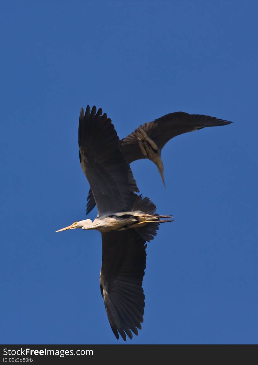 The Grey heron,found in Chaoyang,Liaoning,China. The Grey heron,found in Chaoyang,Liaoning,China.