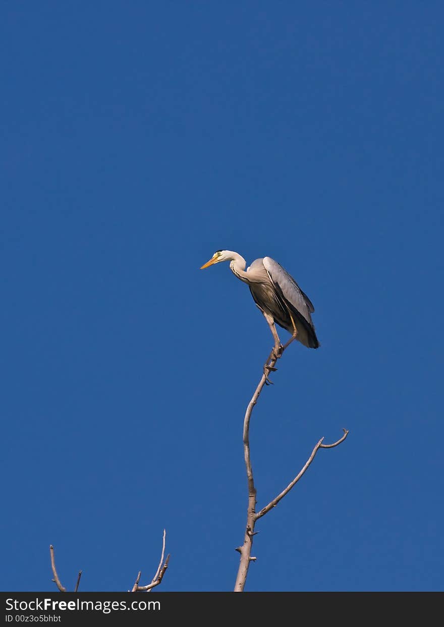 The Grey heron,found in Chaoyang,Liaoning,China.