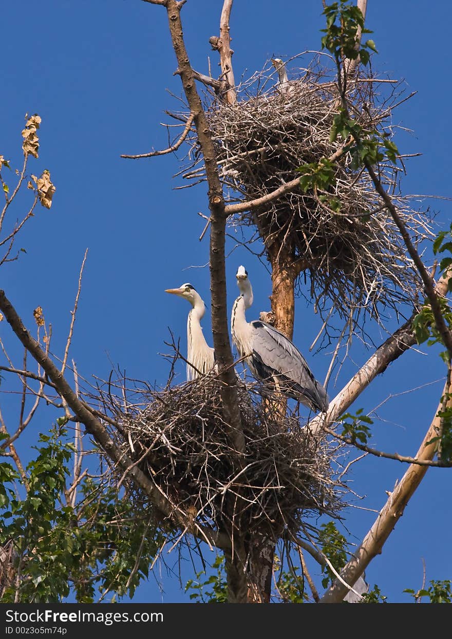 The Grey herons