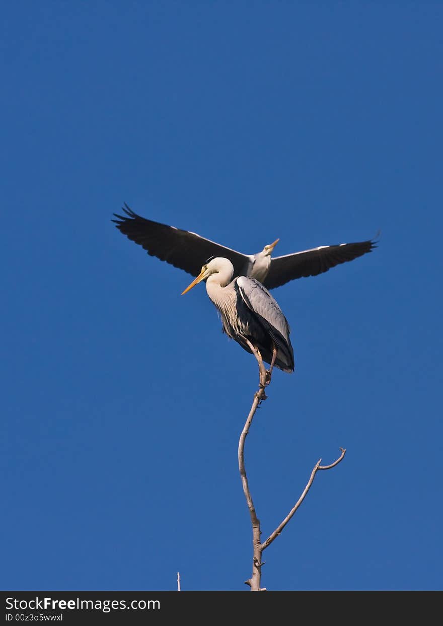 The Grey heron,found in Chaoyang,Liaoning,China. The Grey heron,found in Chaoyang,Liaoning,China.