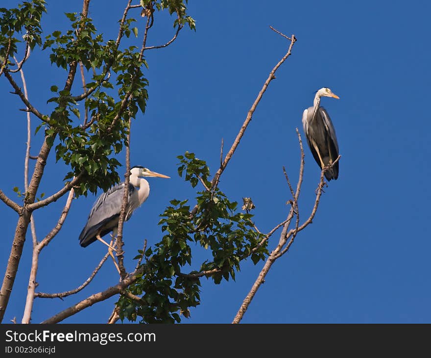 The Grey Herons