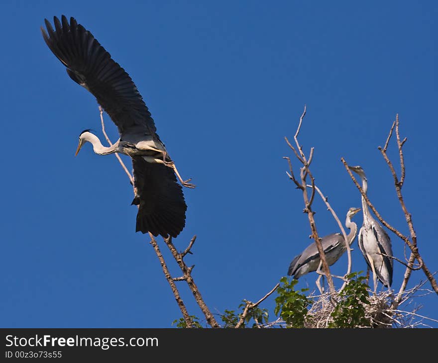 The Grey heron,found in Chaoyang,Liaoning,China. The Grey heron,found in Chaoyang,Liaoning,China.