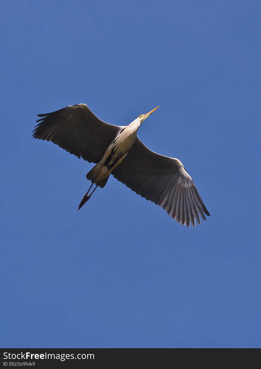 The Grey heron,found in Chaoyang,Liaoning,China.