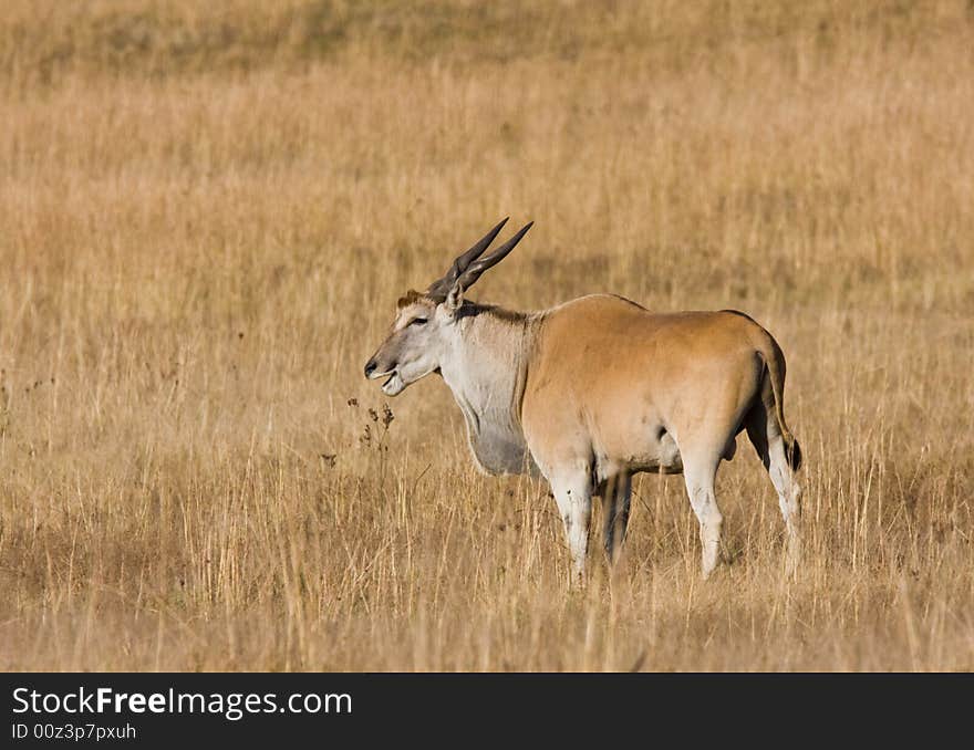 A large male eland grazing