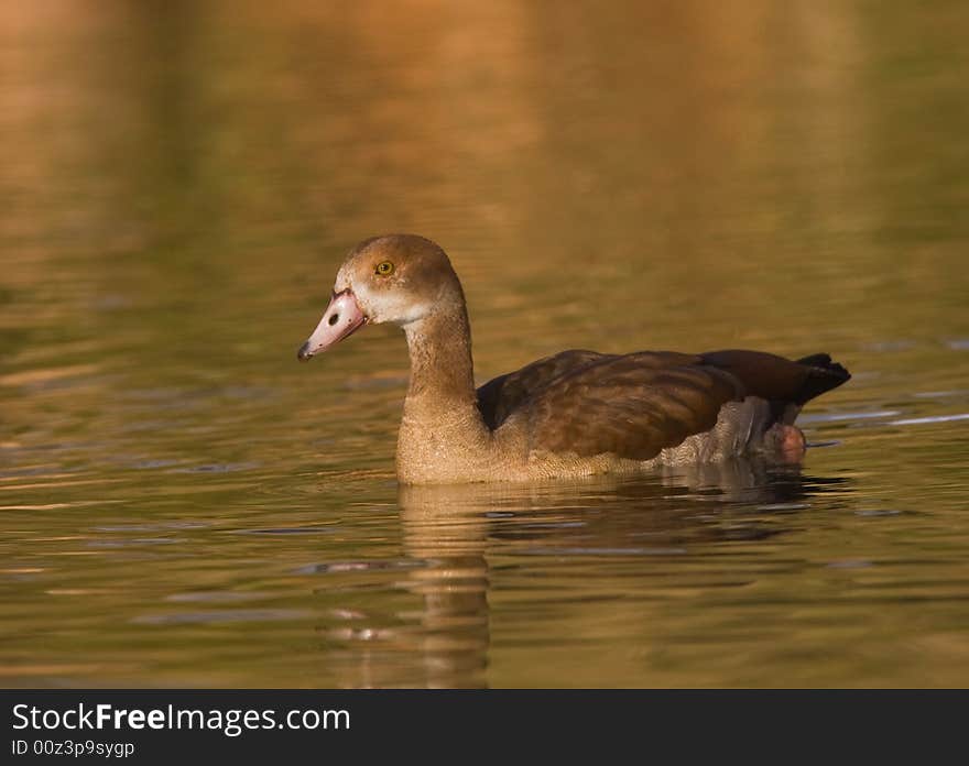 An egyptian goose swimming on a golden pond