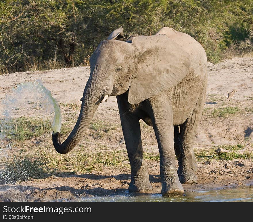 A African elephant squirting water