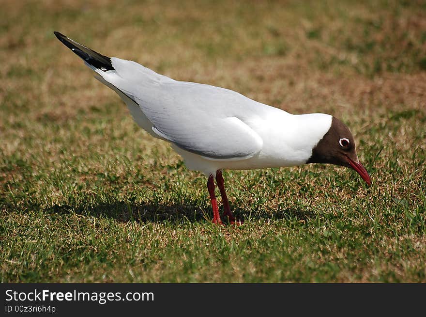 Gull feeding at Larne in Northern Ireland. Gull feeding at Larne in Northern Ireland