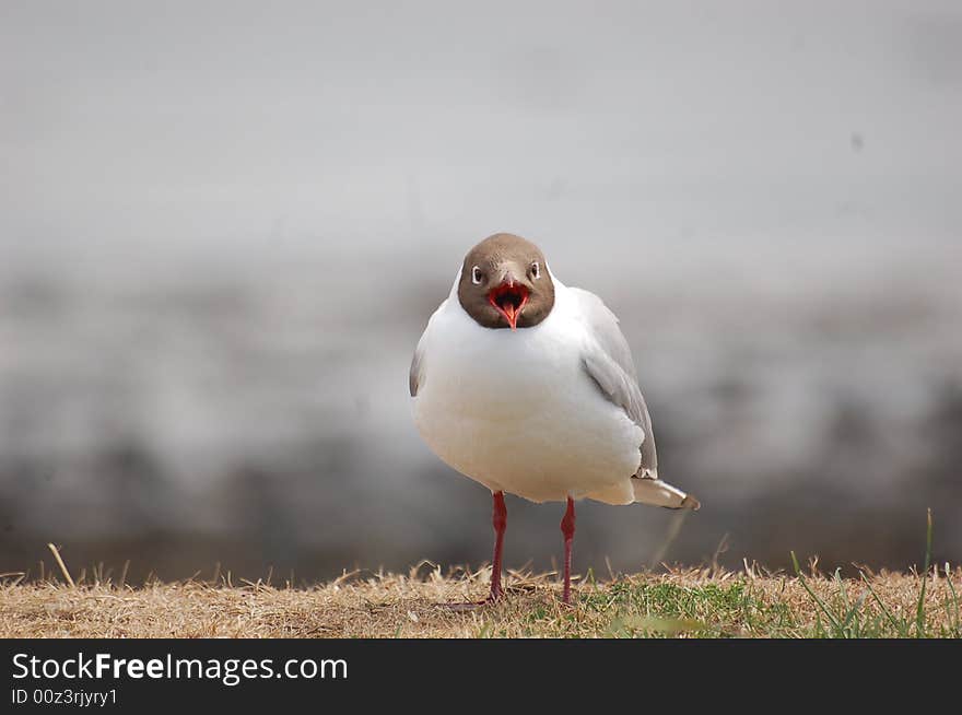 Gull at Larne Harbour