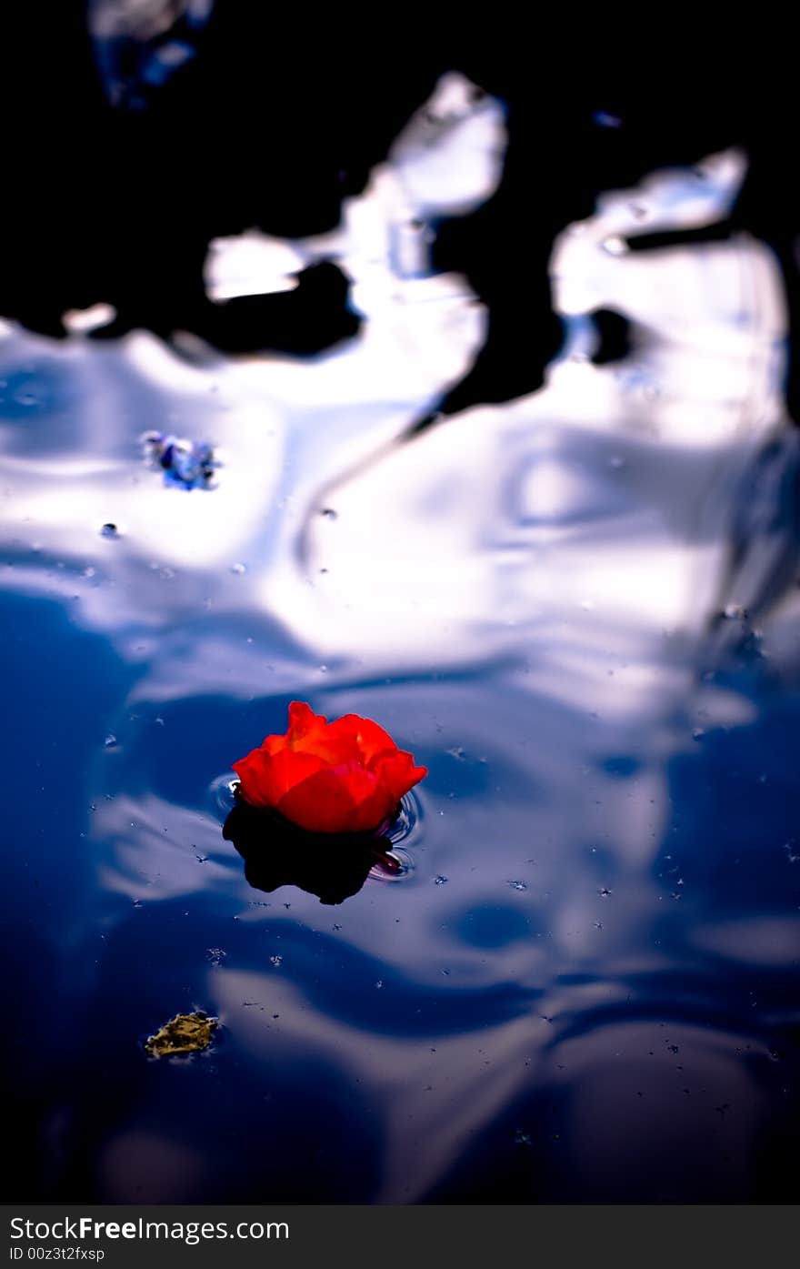 The red flower on the pond with reflection