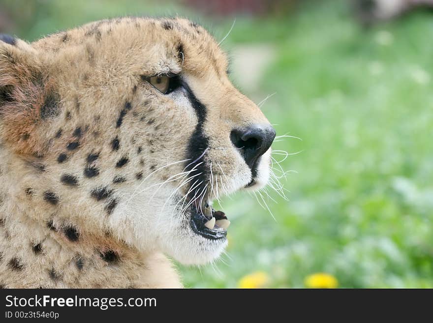 Close up portrait of cheetah