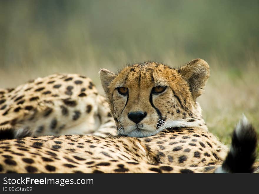 Close-up of a beautiful cheetah (Acinonyx jubatus)