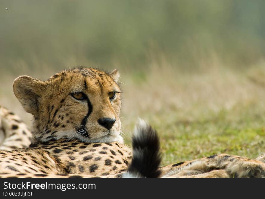 Close-up of a beautiful cheetah (Acinonyx jubatus)