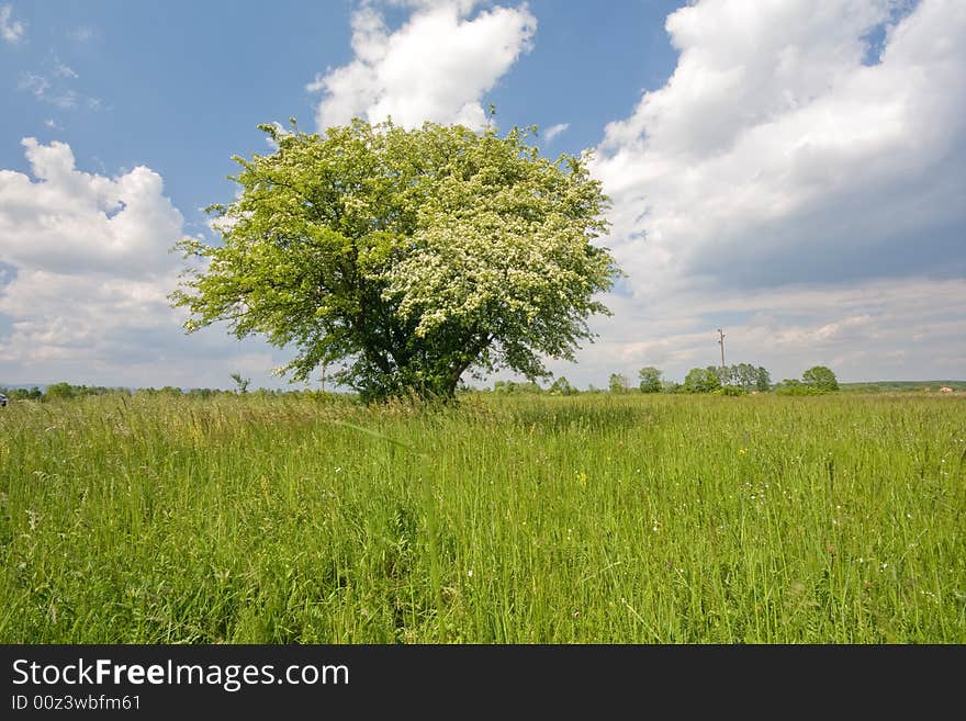 Lonely tree on meadow