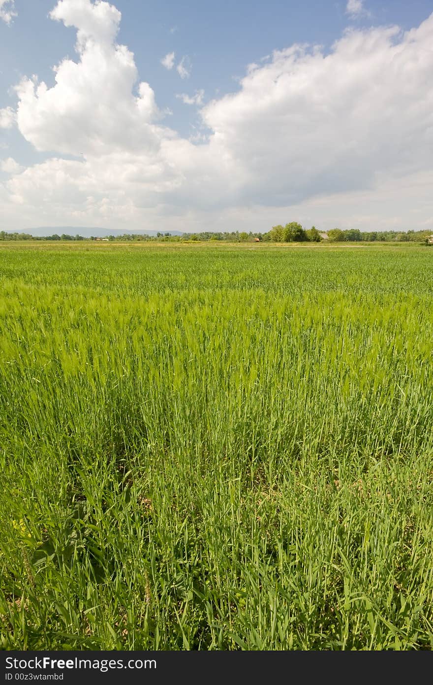 Meadow in the spring