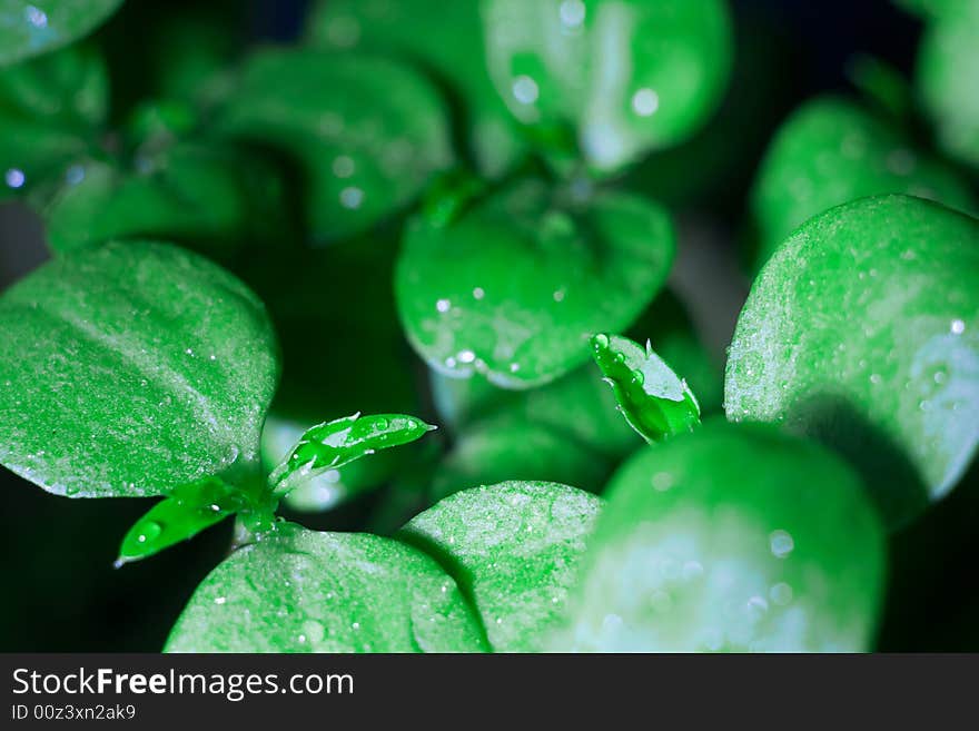 Green leaves of an ornamental plant