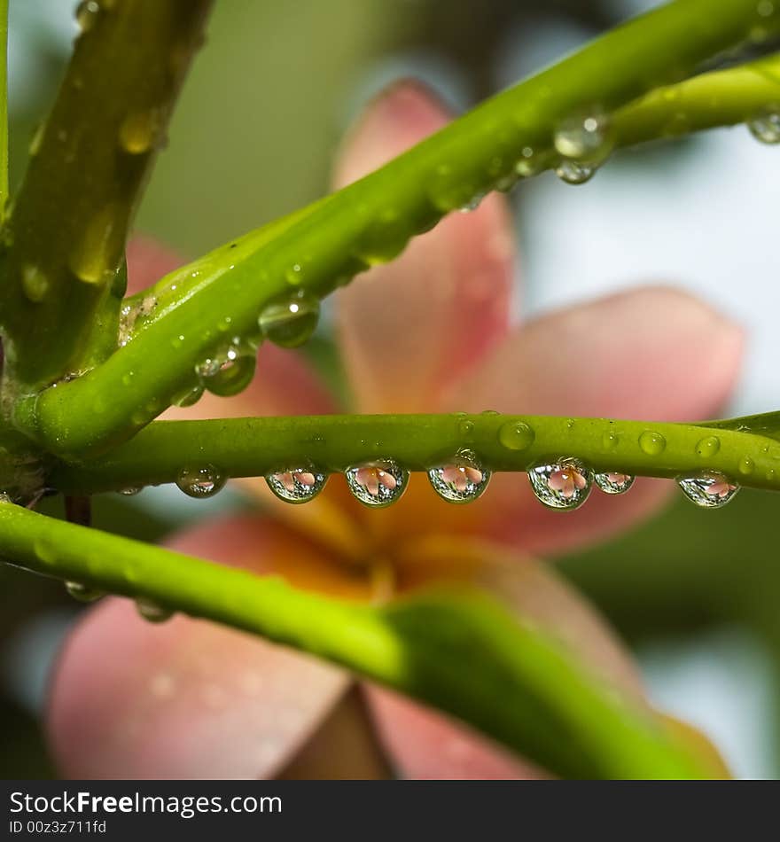 Frangipani flower refracted in beads of raindrops hanging from a leaf stalk. Frangipani flower refracted in beads of raindrops hanging from a leaf stalk