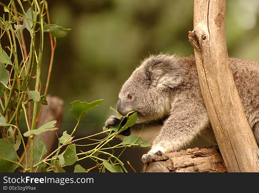 Koala