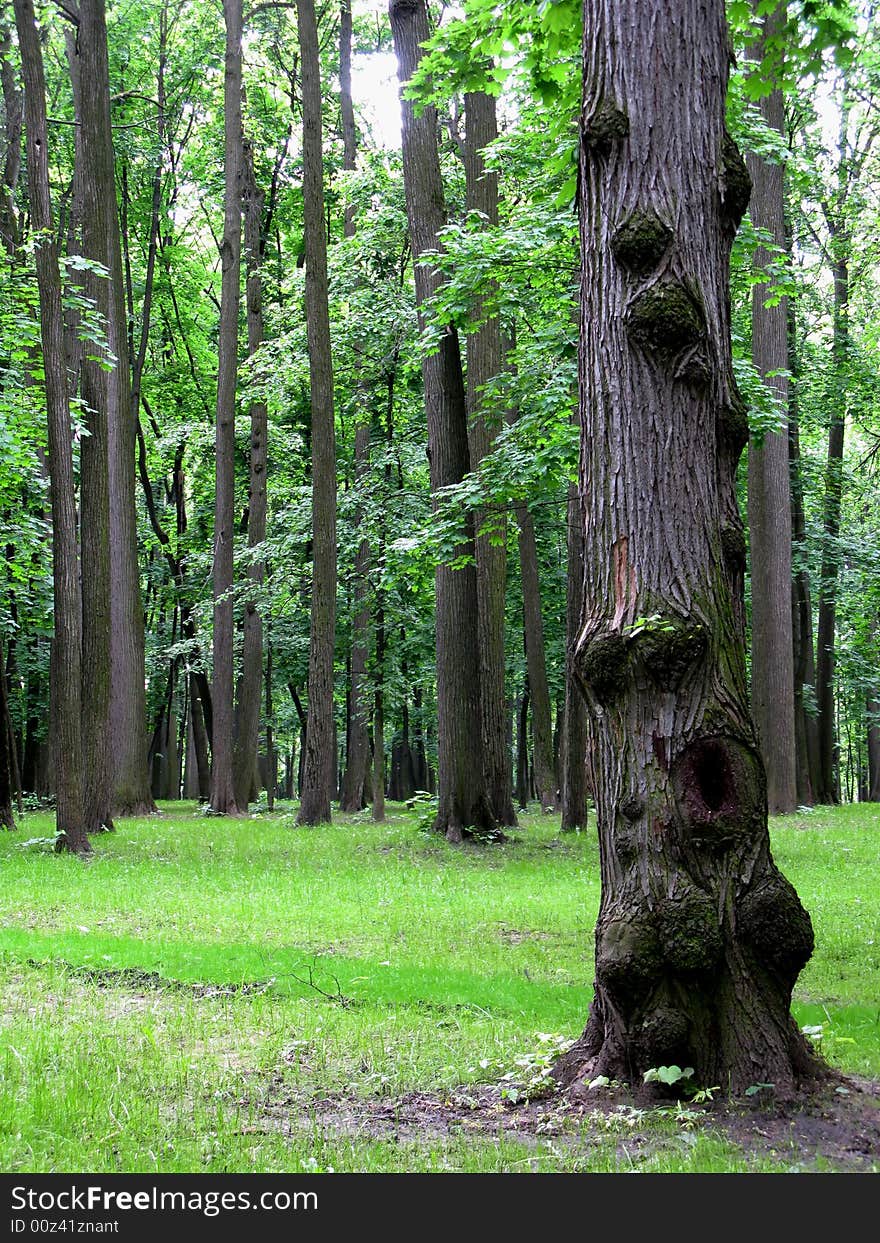 Old Knotty tree in summer park. Old Knotty tree in summer park