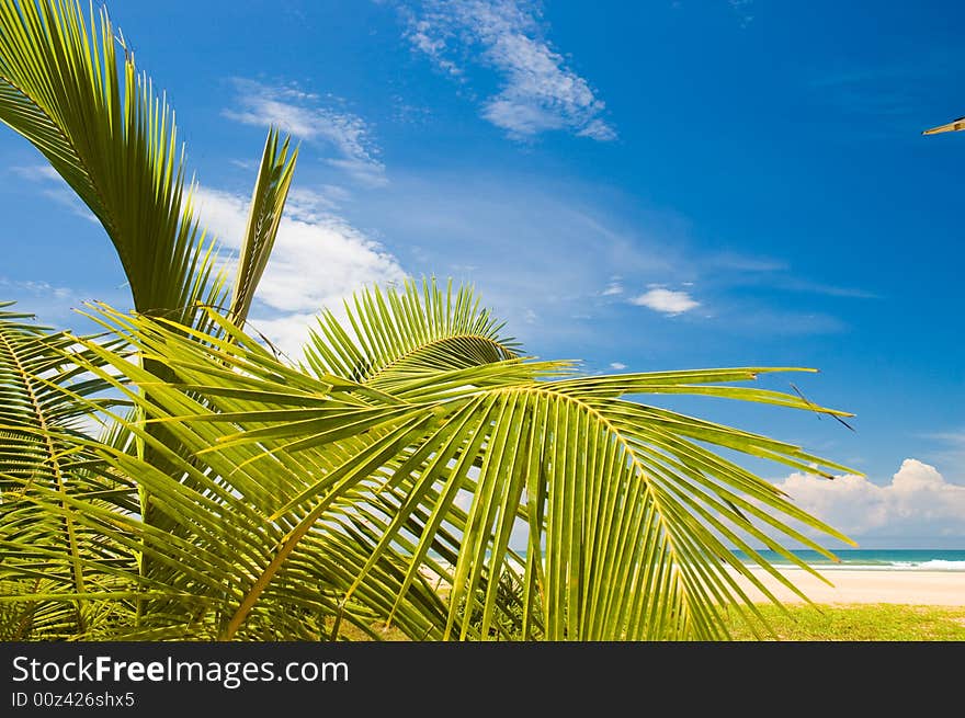 Palms on the tropical beach