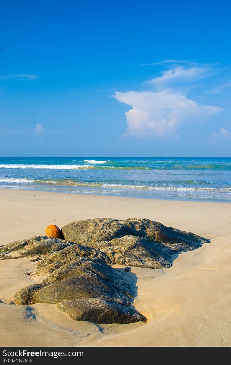 Coconut on the tropical beach