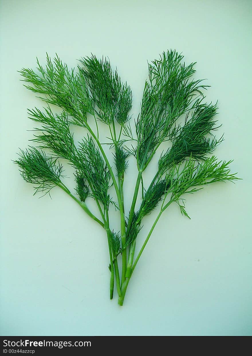 Green Fresh Dill