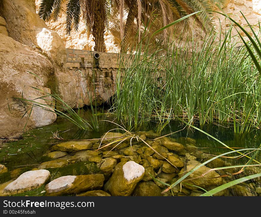 Plants in Oasis on the desert