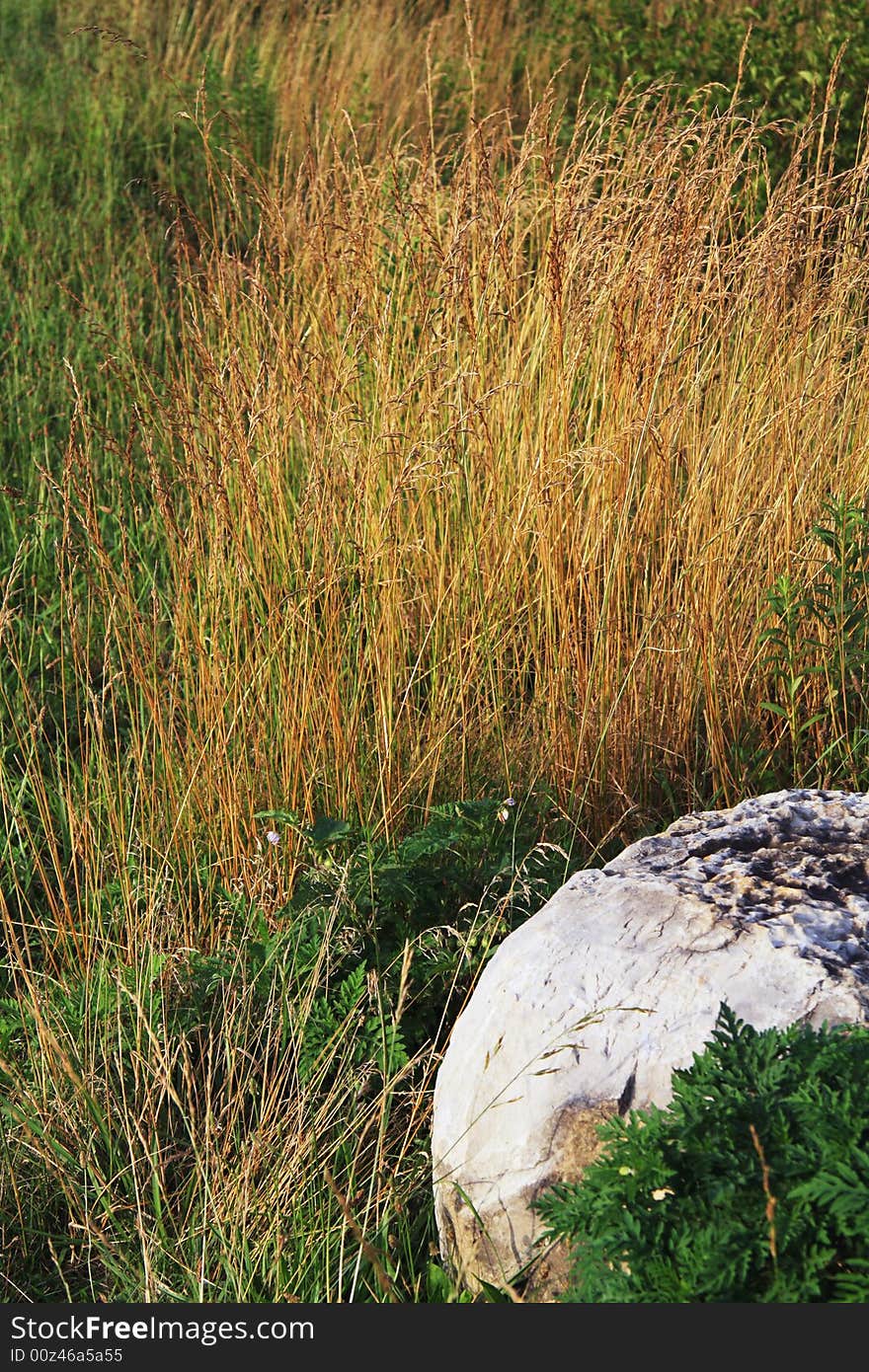 Colorful meadow grass with wildflowers and boulder for background. Colorful meadow grass with wildflowers and boulder for background.