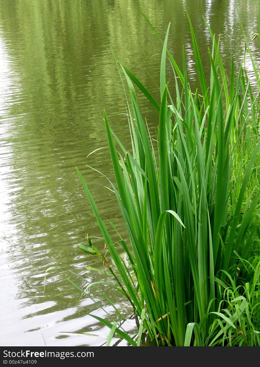 A bank of lake surounded by grass. A bank of lake surounded by grass