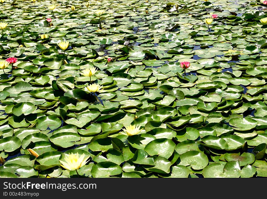 Water lily