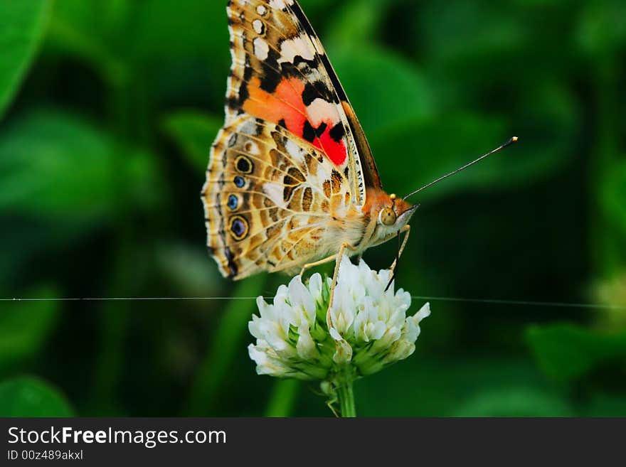 The butterfly fall a plant .
shoot it in a garden .