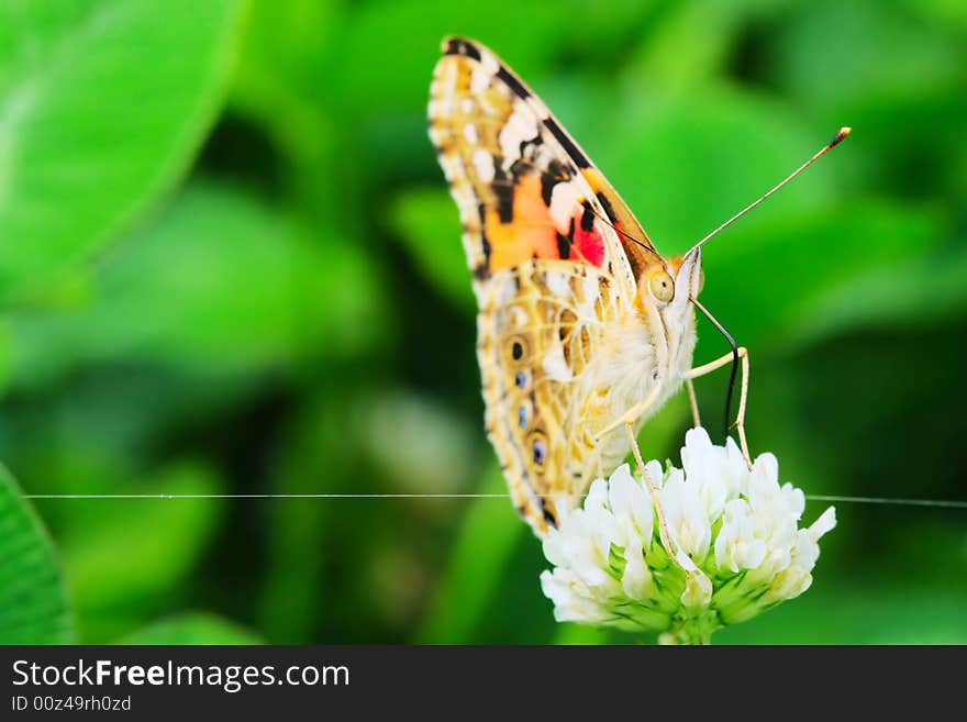 The butterfly fall a plant .
shoot it in a garden .