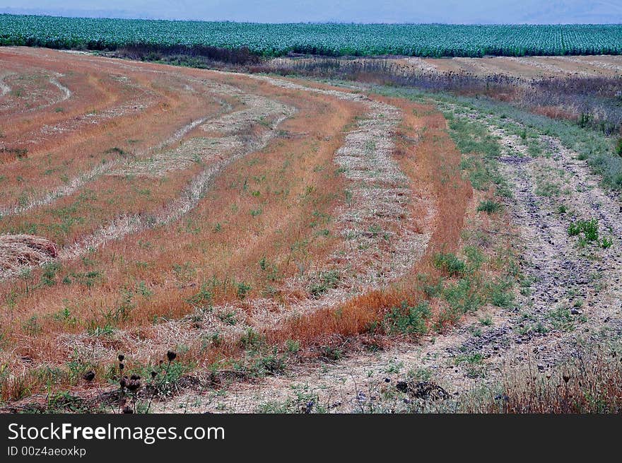 Field with mow wheat and earth road. Field with mow wheat and earth road