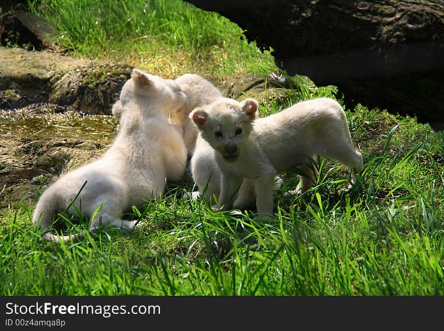 Newborn white tigers playing at Olmense zoo. Newborn white tigers playing at Olmense zoo