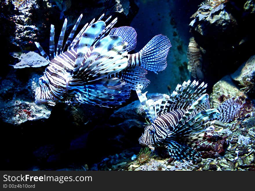 Two lionfish swimming in front of corals