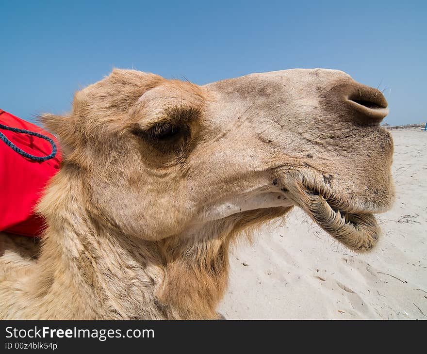 Portrait of Camel in Tunisia. Portrait of Camel in Tunisia