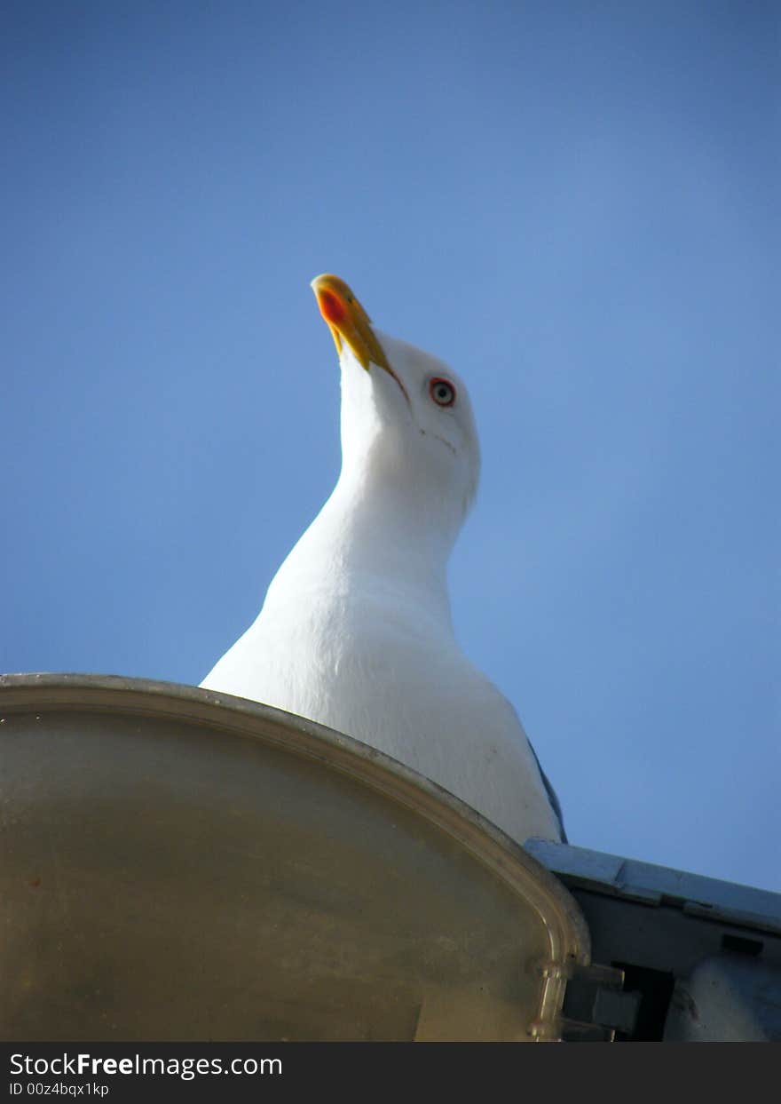 Gull