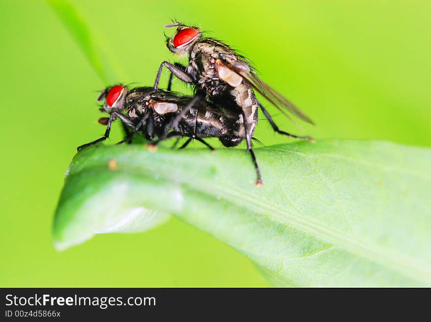 The fly fall a plant mating . shoot it in a garden .