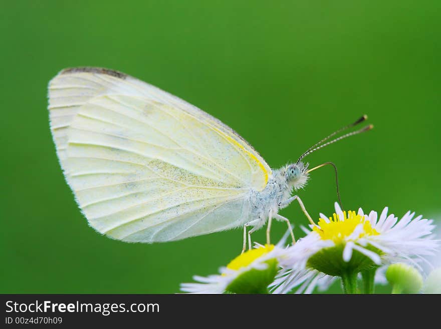 The butterfly fall a plant .
shoot it in a garden . The butterfly fall a plant .
shoot it in a garden .